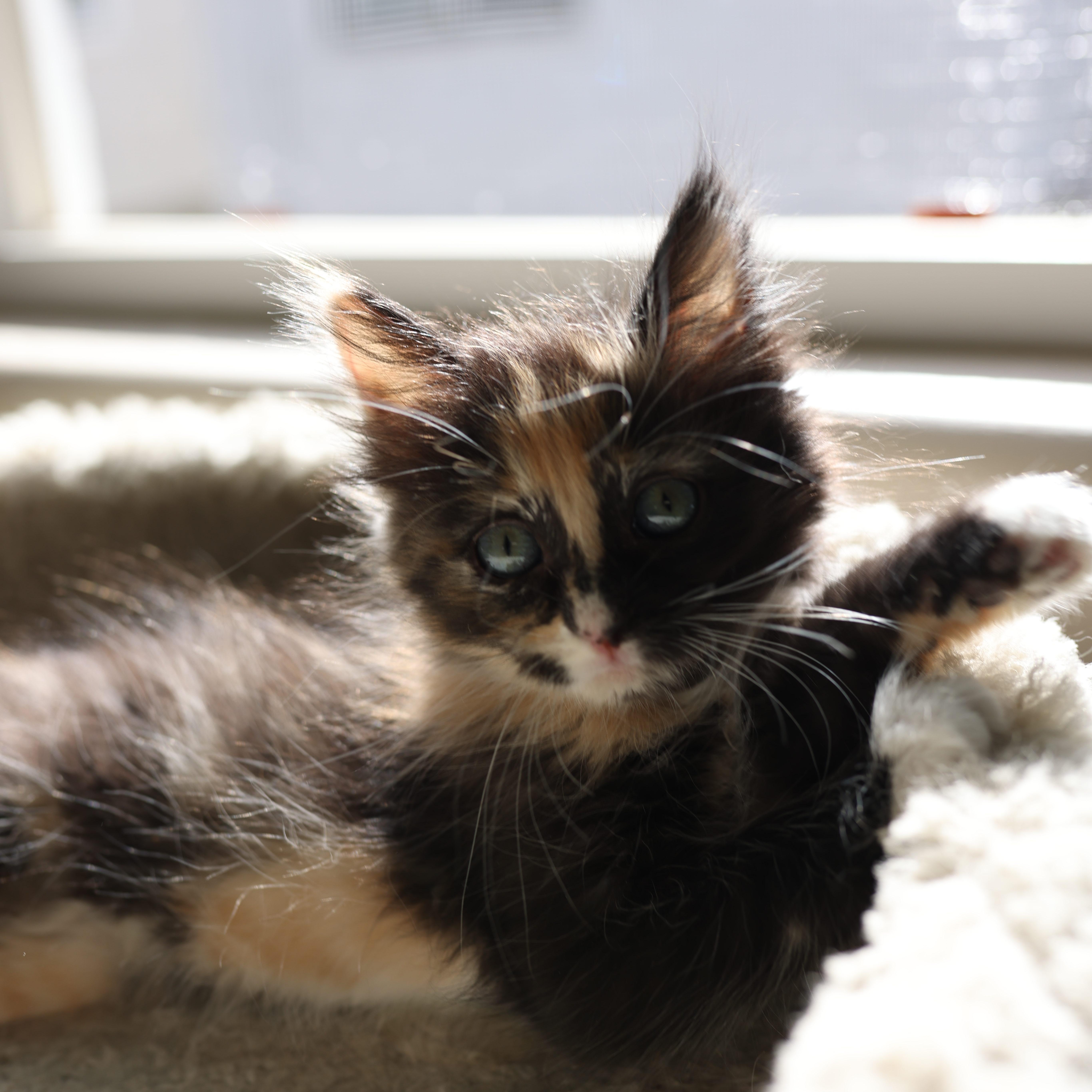Enlarge Stormi, an adopted Domestic Medium Hair in queen creek, AZ image 1/2