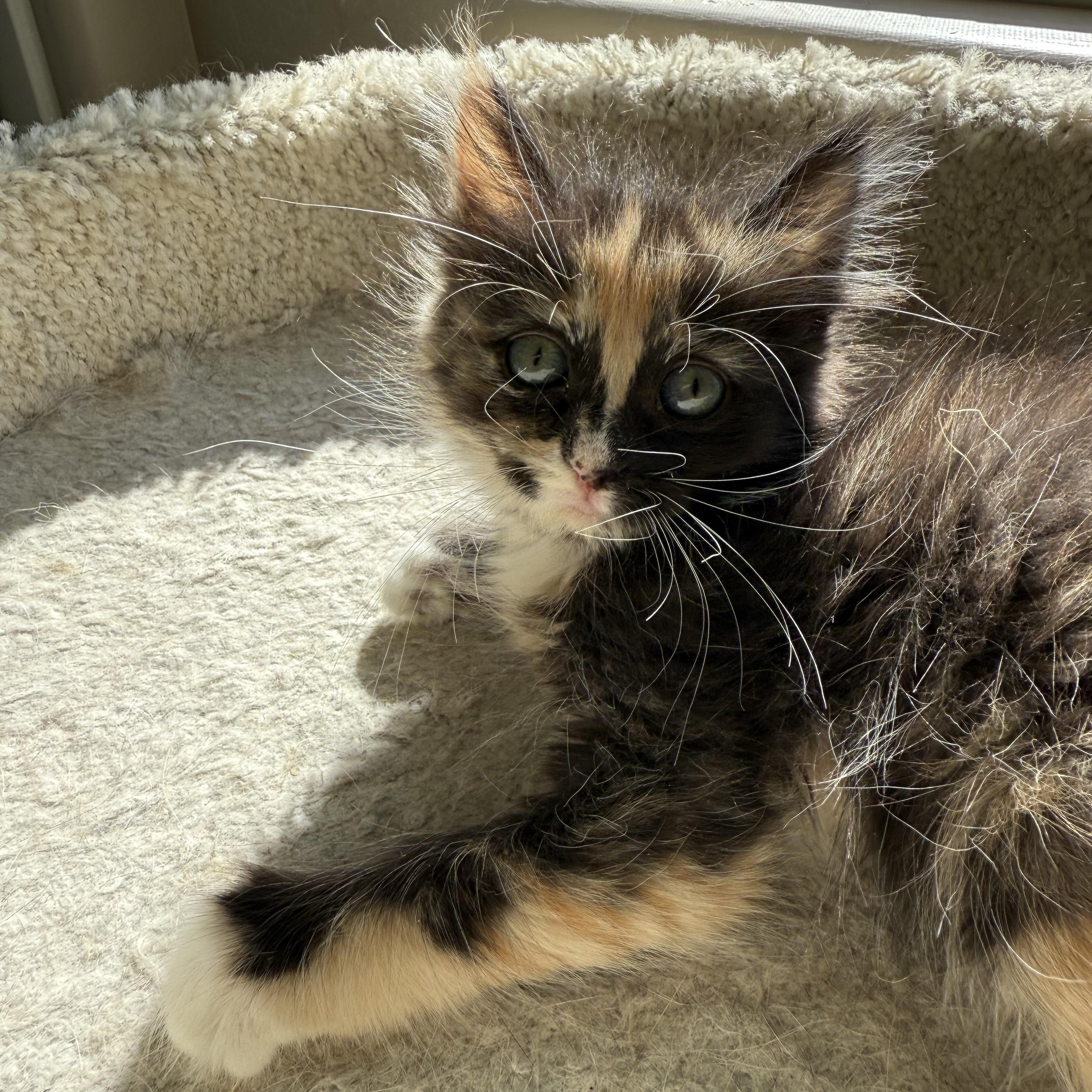 Enlarge Stormi, an adopted Domestic Medium Hair in queen creek, AZ image 2/2