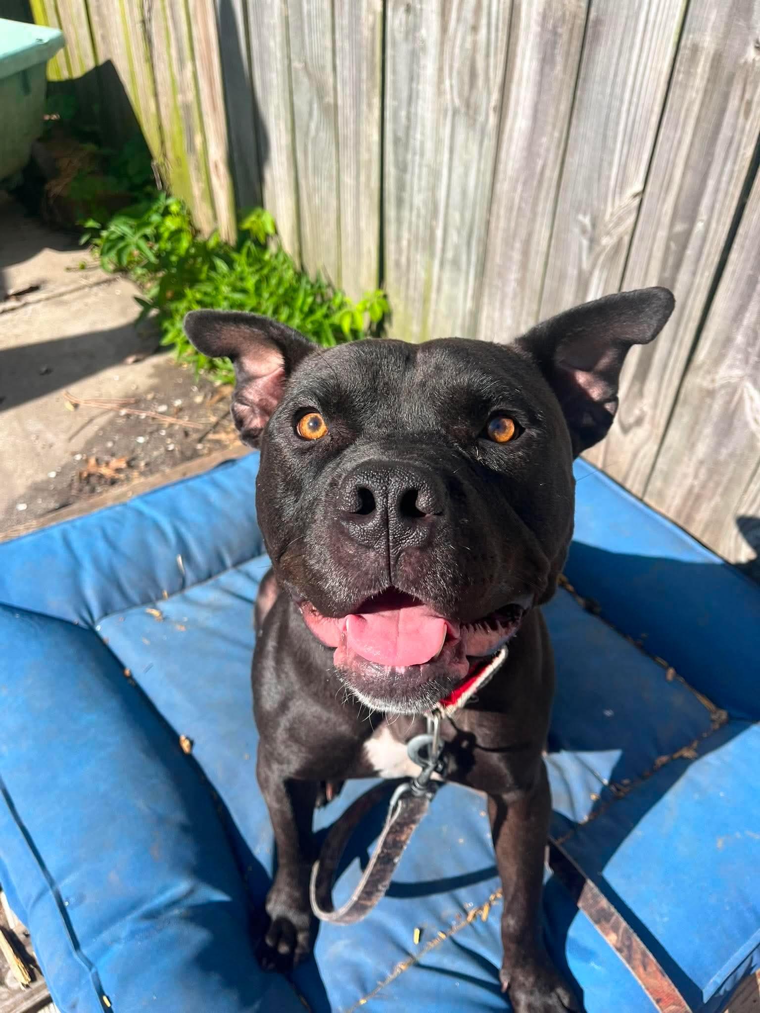 Enlarge Dobby , a ADOPTABLE mixed breed in Kansas City, MO image 3/6