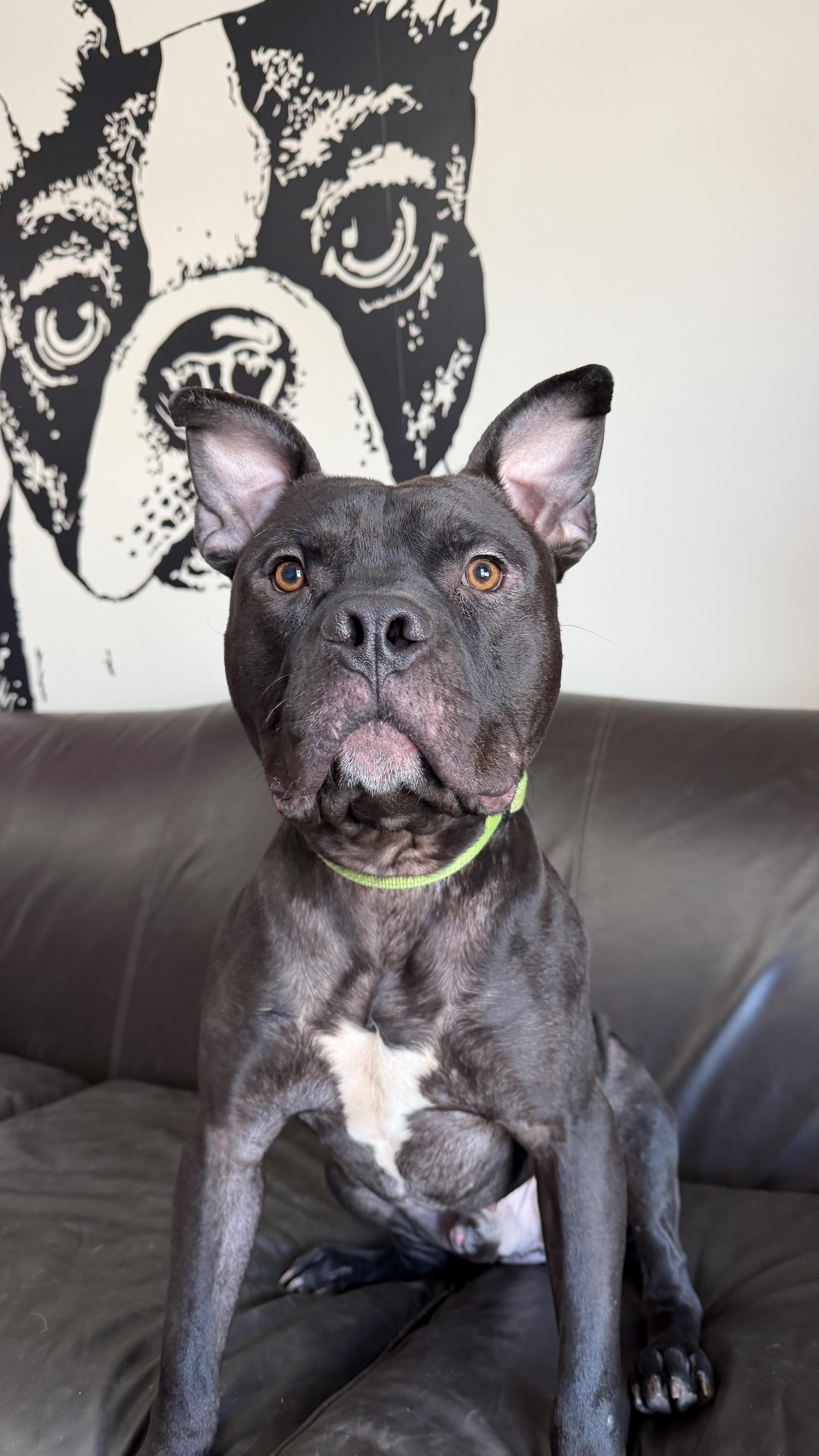 Enlarge Dobby , a ADOPTABLE mixed breed in Kansas City, MO image 1/6