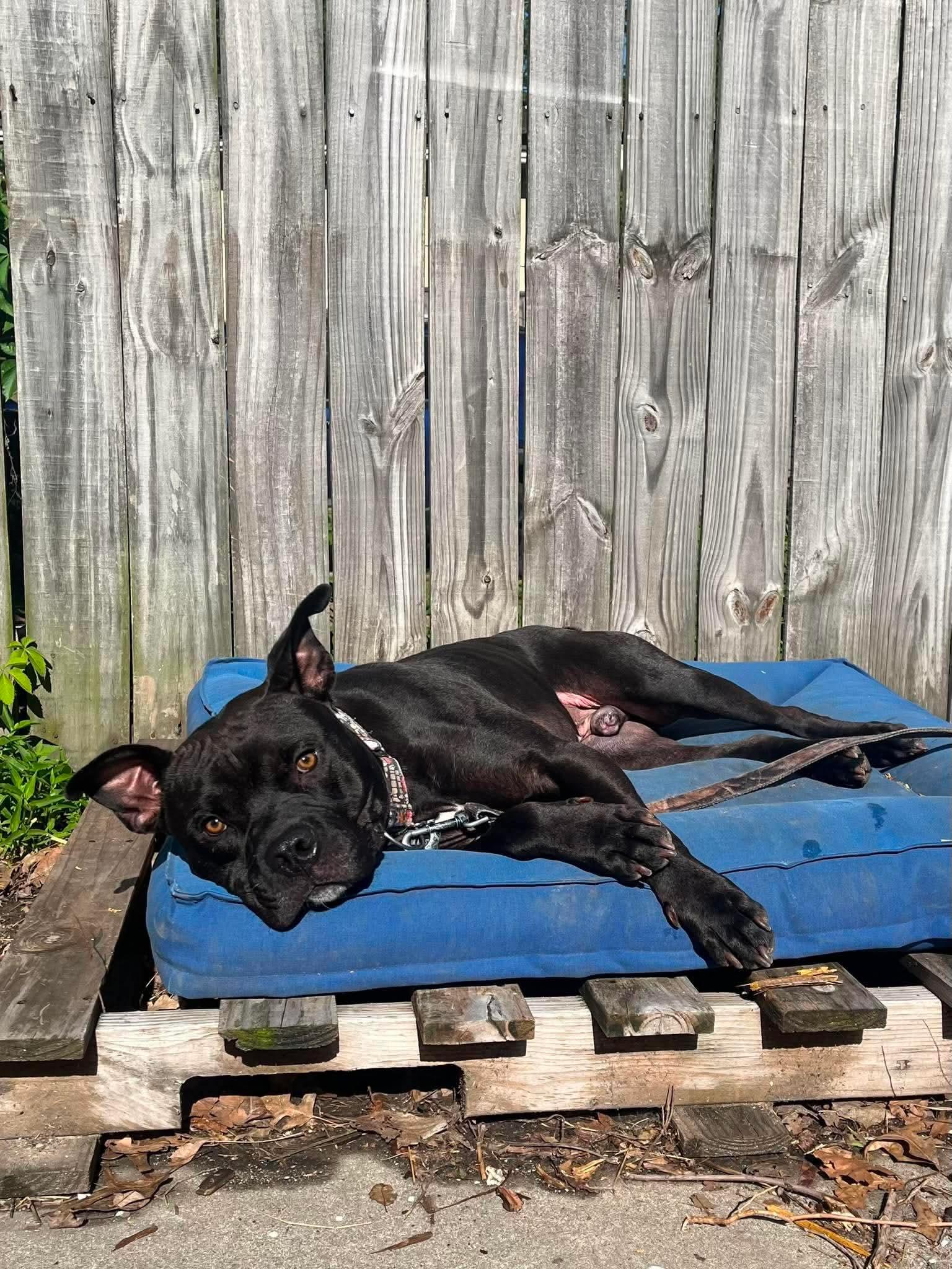 Enlarge Dobby , a ADOPTABLE mixed breed in Kansas City, MO image 4/6