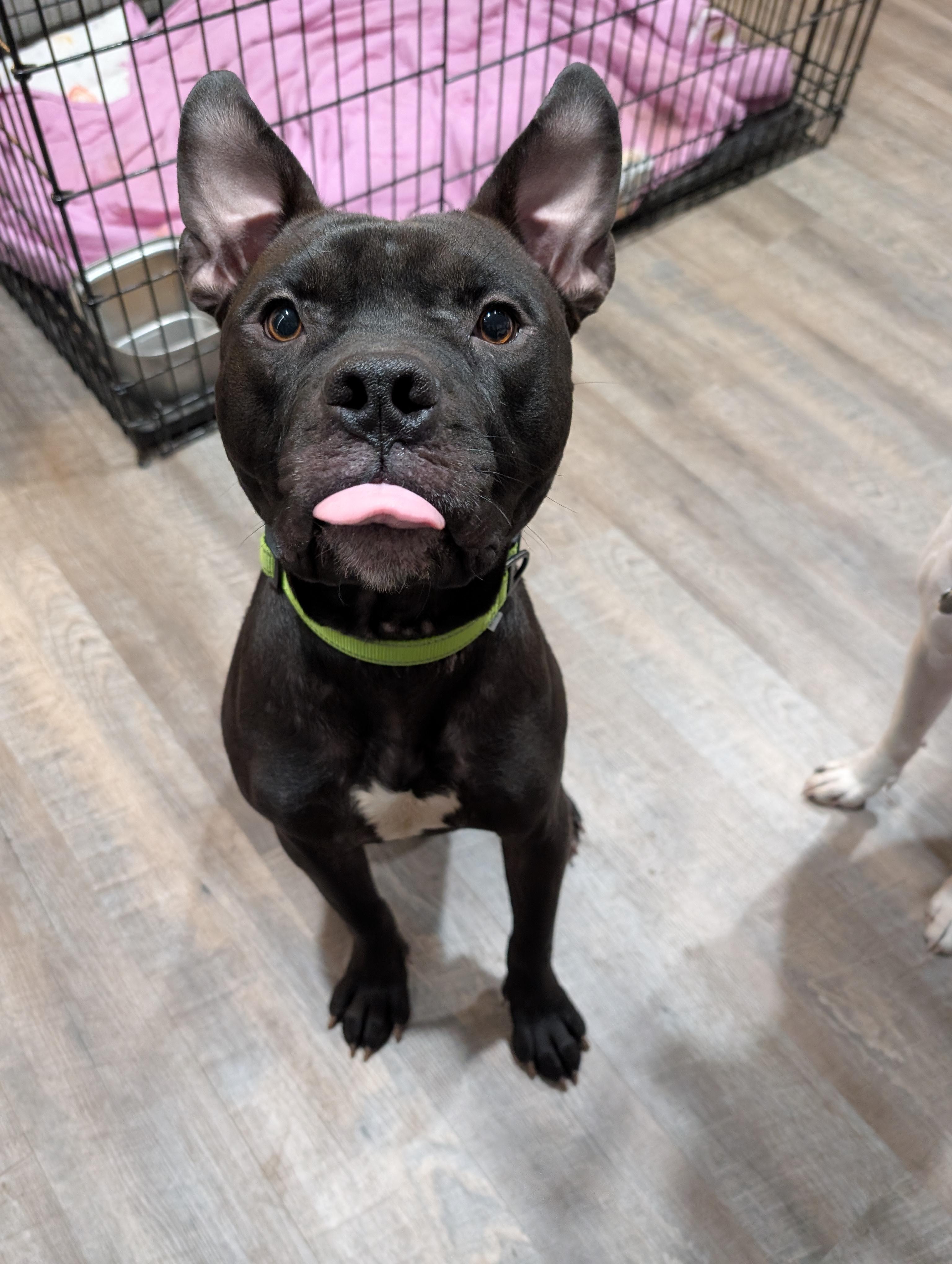 Enlarge Dobby , a ADOPTABLE mixed breed in Kansas City, MO image 5/6