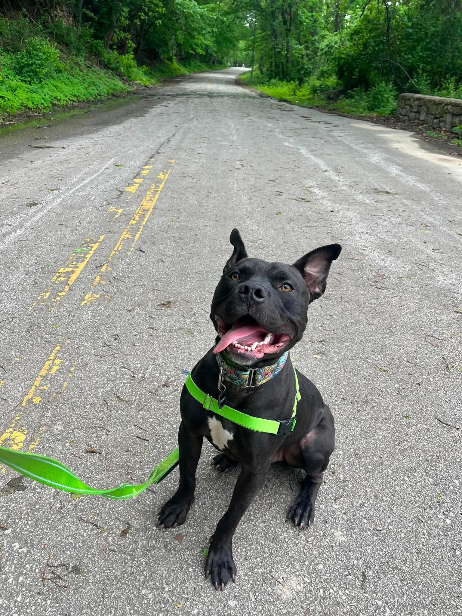 Dobby , ADOPTABLE, Adult Male Pit Bull Terrier.