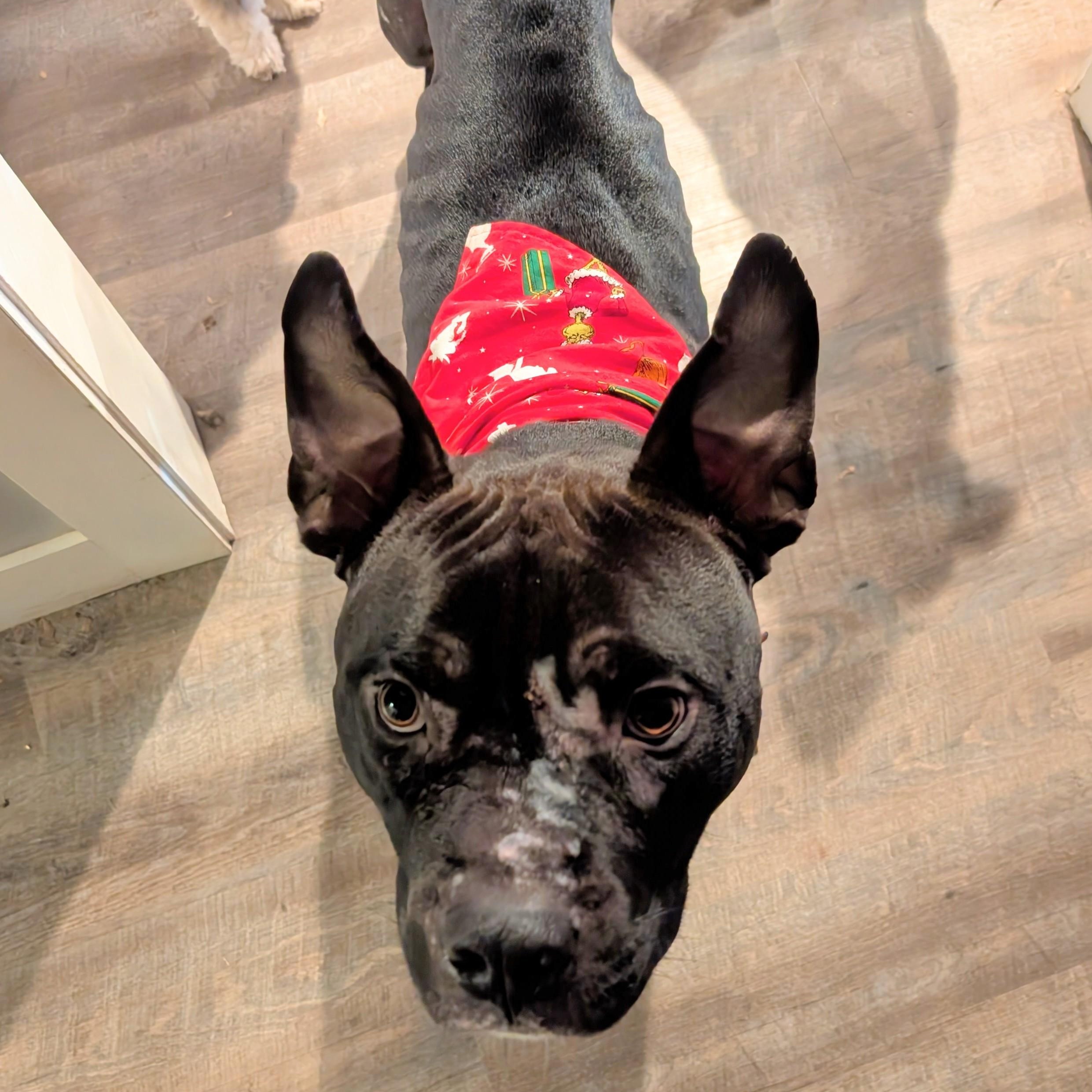 Enlarge Dobby , a ADOPTABLE mixed breed in Kansas City, MO image 2/6