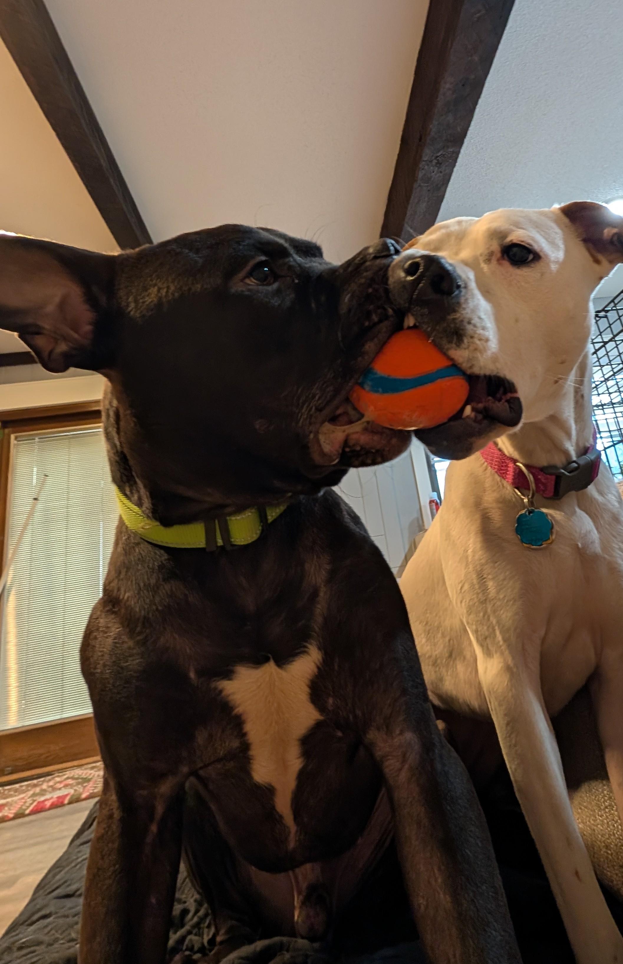 Enlarge Dobby , a ADOPTABLE mixed breed in Kansas City, MO image 6/6