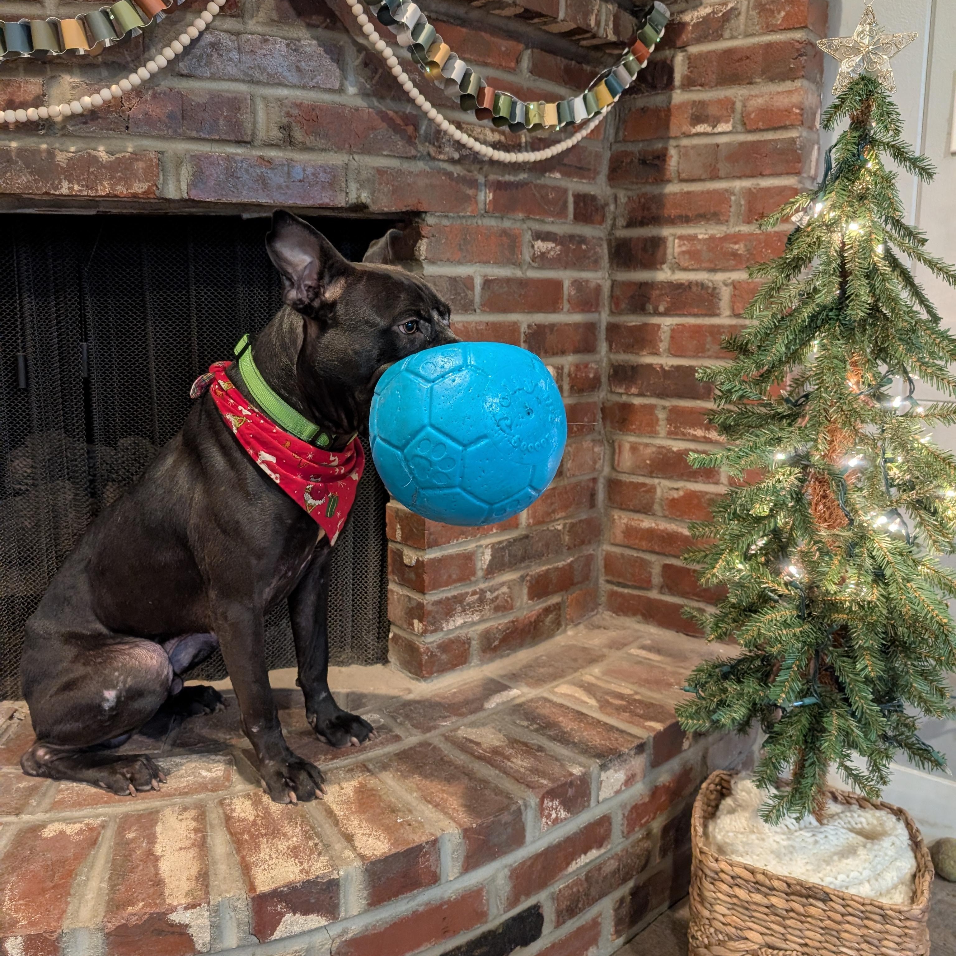 Enlarge Dobby , a ADOPTABLE mixed breed in Kansas City, MO image 3/6