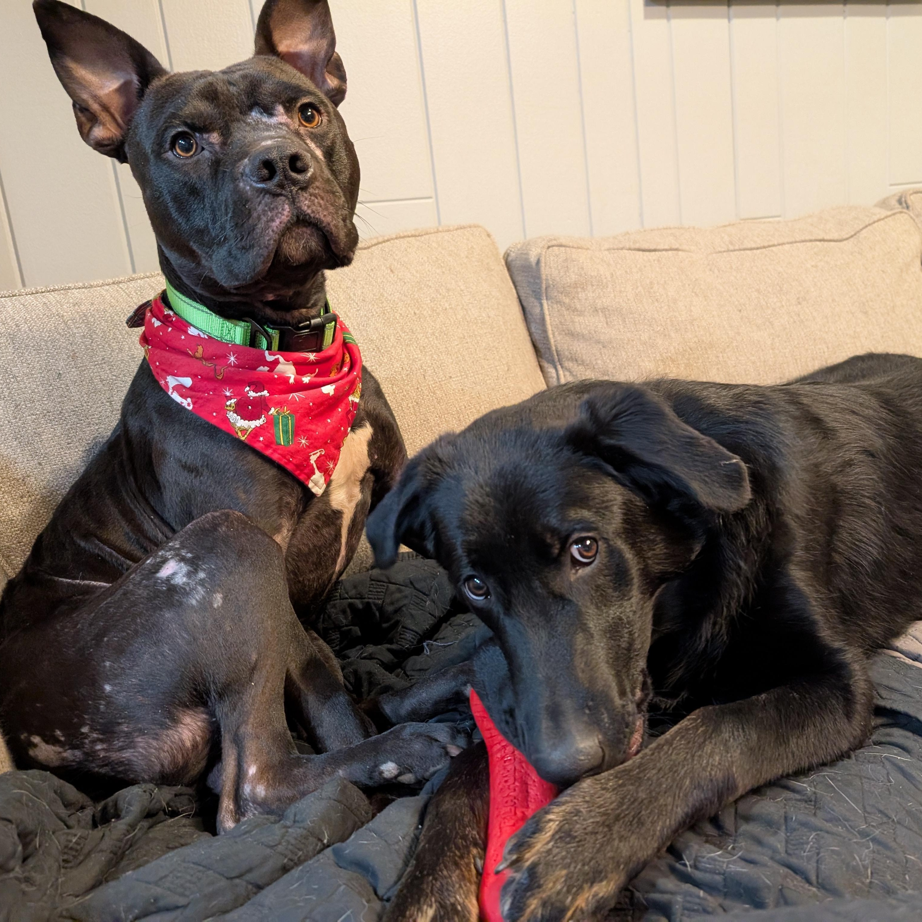 Enlarge Dobby , a ADOPTABLE mixed breed in Kansas City, MO image 4/6