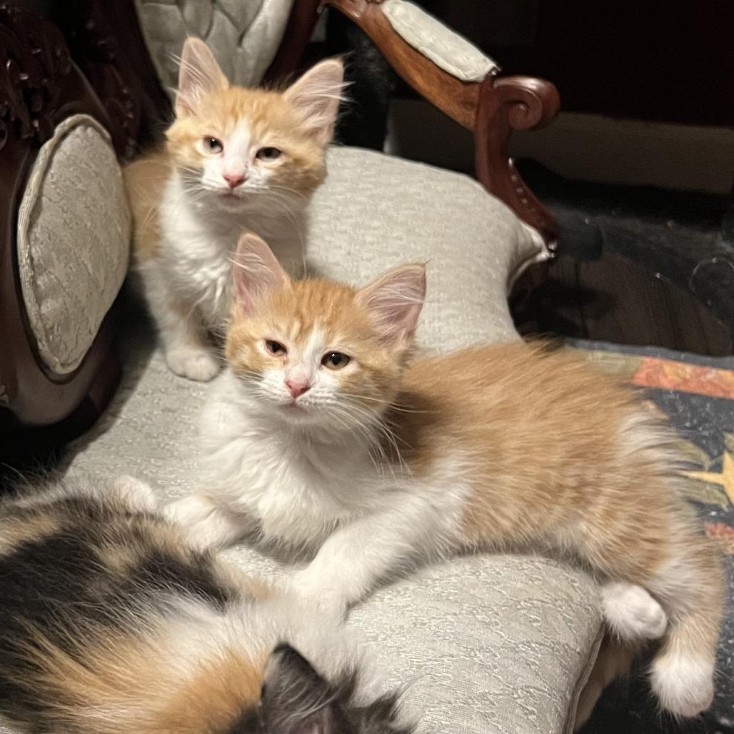 Enlarge Mozzerella, a Adoptable Domestic Long Hair in Jupiter, FL image 1/6