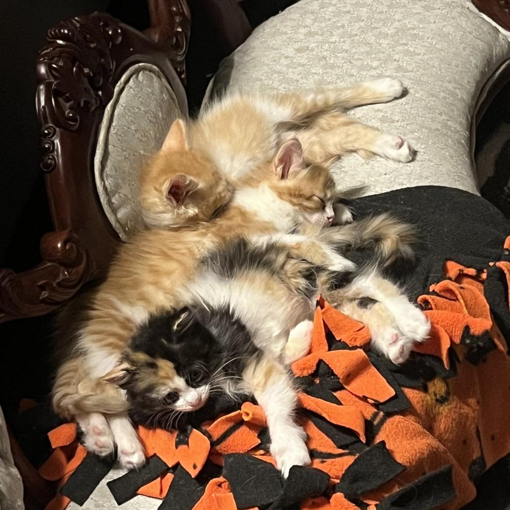 Enlarge Mozzerella, a Adoptable Domestic Long Hair in Jupiter, FL image 2/6