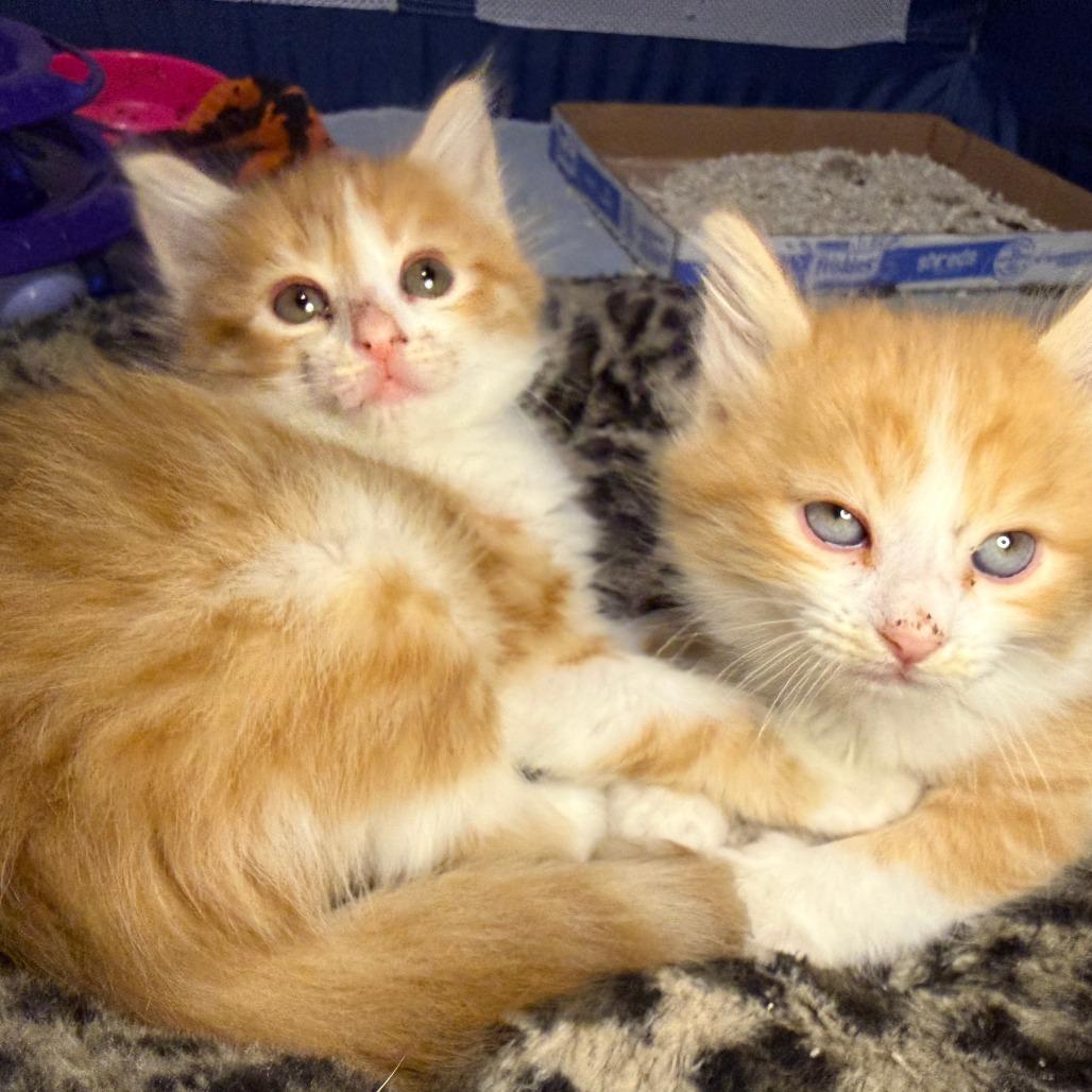 Enlarge Mozzerella, a Adoptable Domestic Long Hair in Jupiter, FL image 3/6