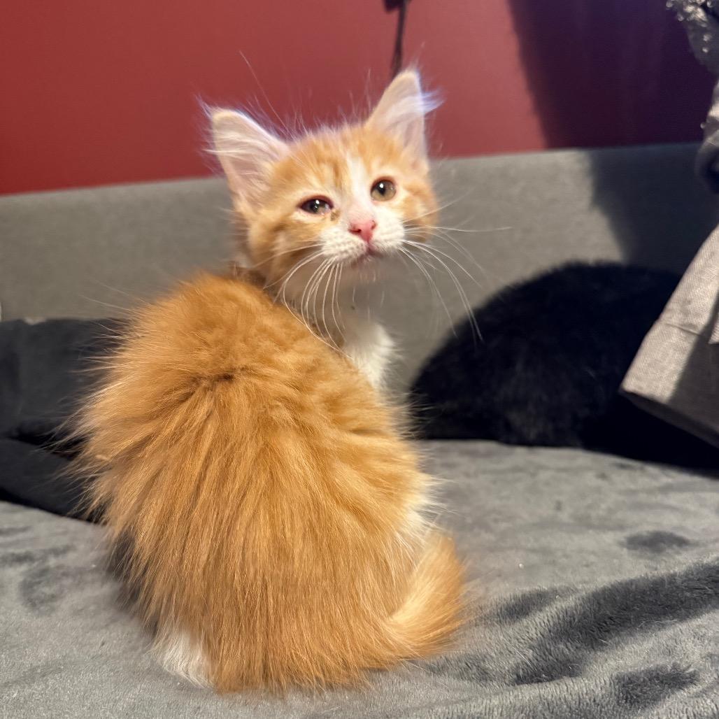 Enlarge Mozzerella, a Adoptable Domestic Long Hair in Jupiter, FL image 4/6