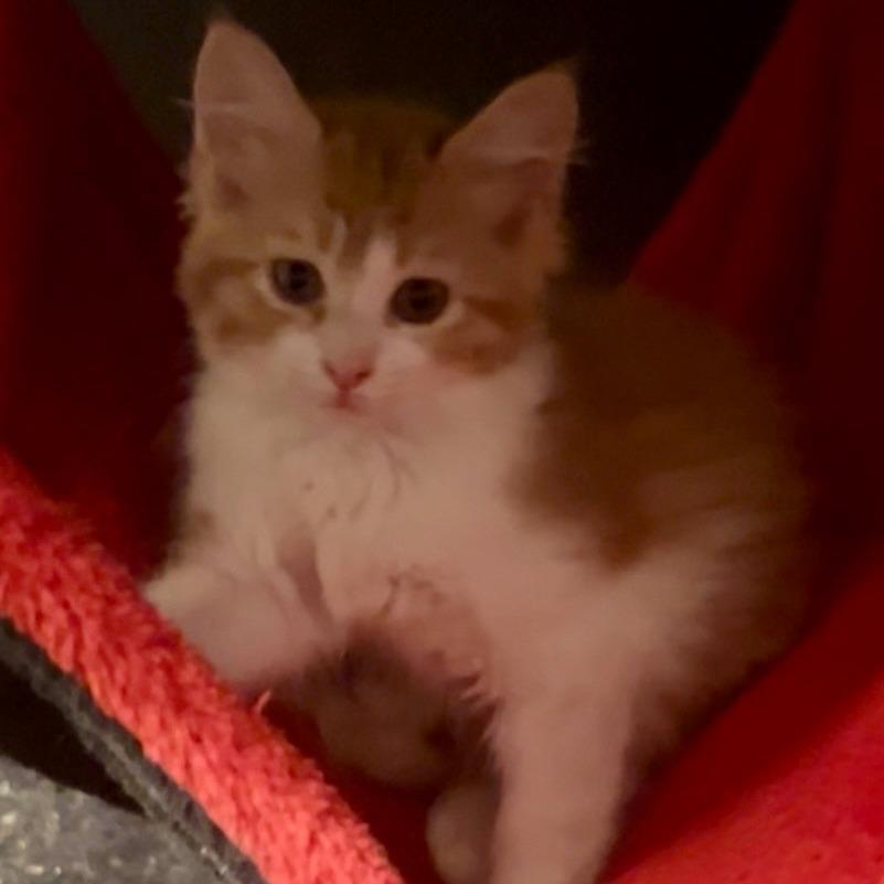 Enlarge Mozzerella, a Adoptable Domestic Long Hair in Jupiter, FL image 5/6