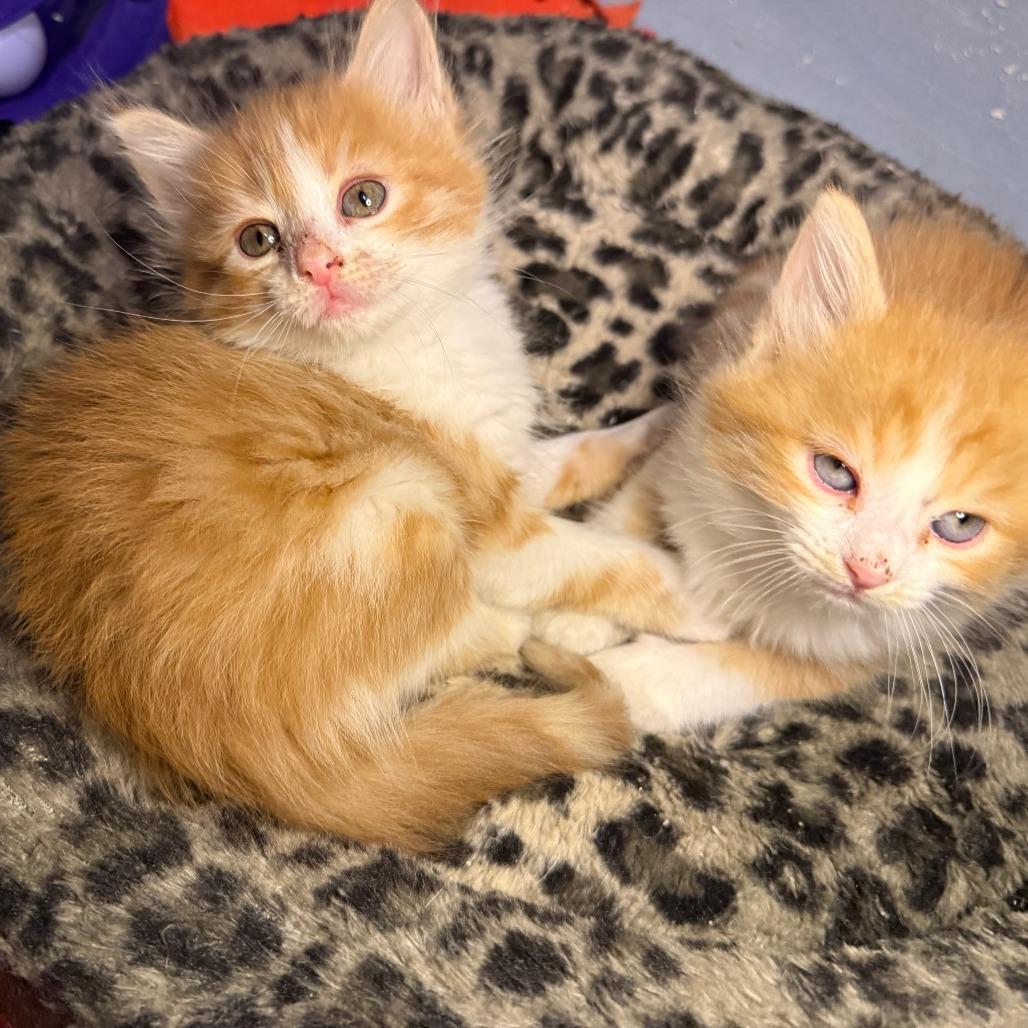 Enlarge Mozzerella, a Adoptable Domestic Long Hair in Jupiter, FL image 6/6