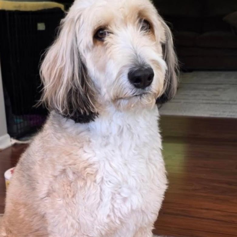 Enlarge Bowser, a ADOPTABLE Aussiedoodle in Minooka, IL image 4/4