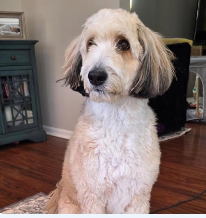 Enlarge Bowser, a ADOPTABLE Aussiedoodle in Minooka, IL image 2/4