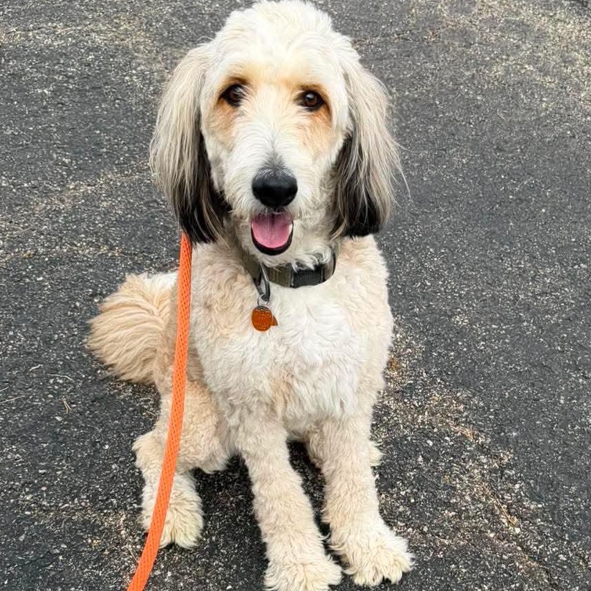 Enlarge Bowser, a ADOPTABLE Aussiedoodle in Minooka, IL image 1/4