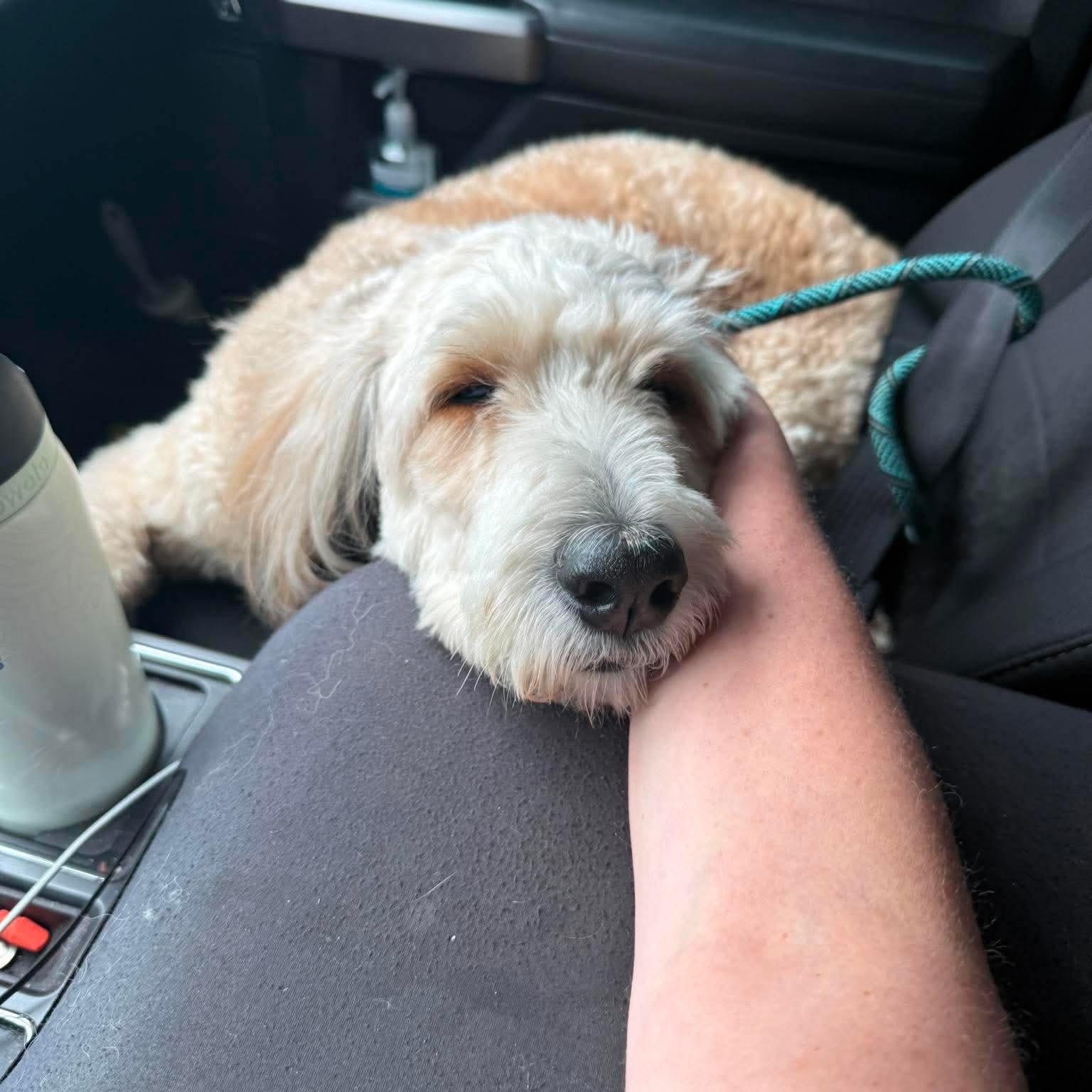 Enlarge Bowser, a ADOPTABLE Aussiedoodle in Minooka, IL image 3/4
