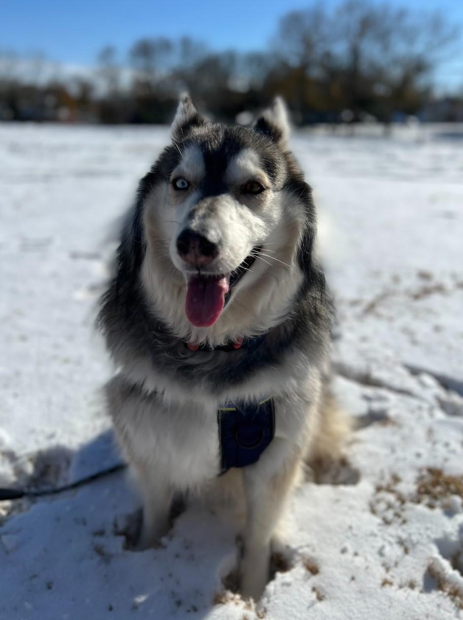 Enlarge Sasha, an adoptable mixed breed in Cincinnati, OH image 4/6