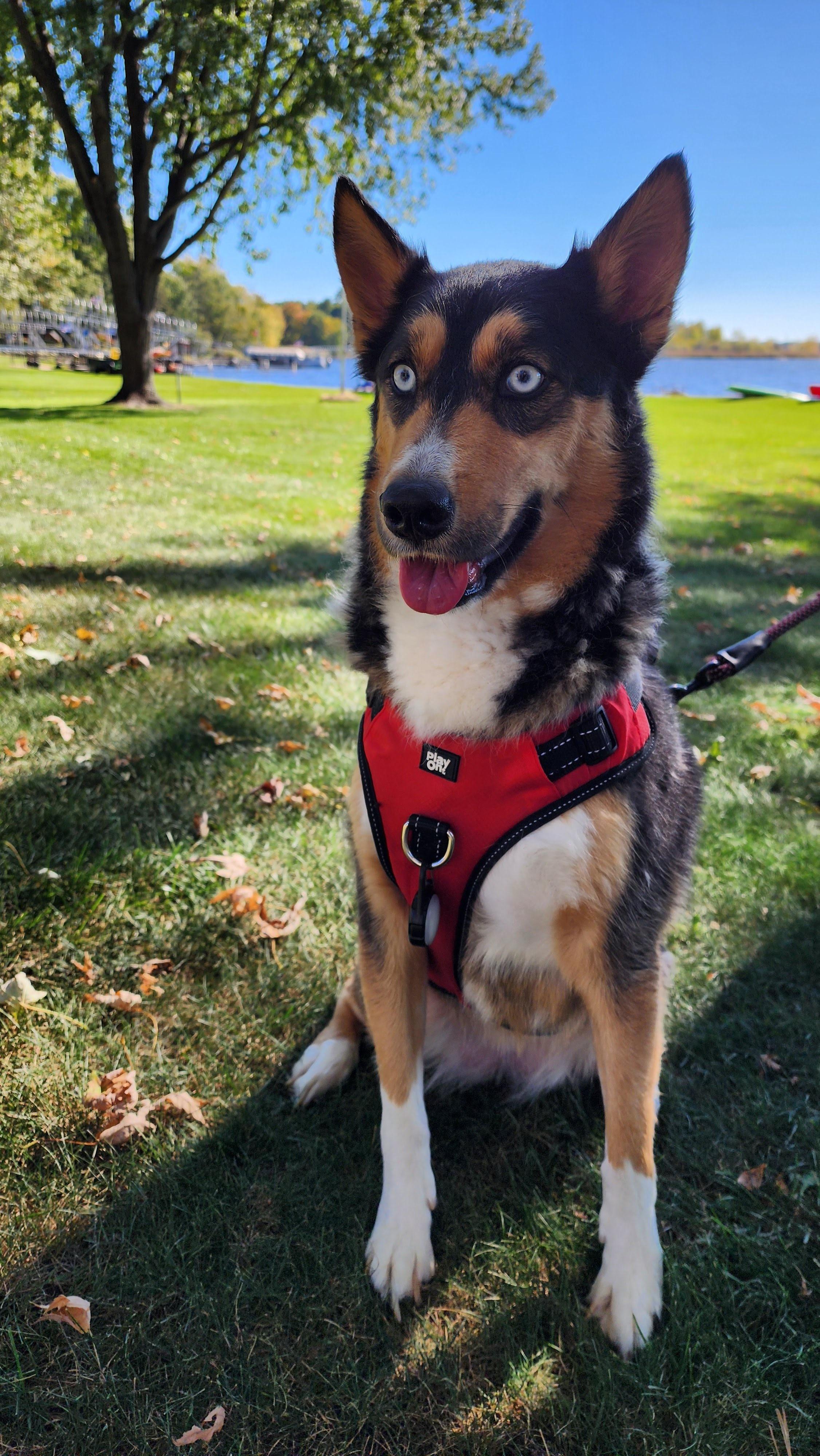Skylar and Daisy, Adopted, Adult Female Husky & American Staffordshire Terrier.