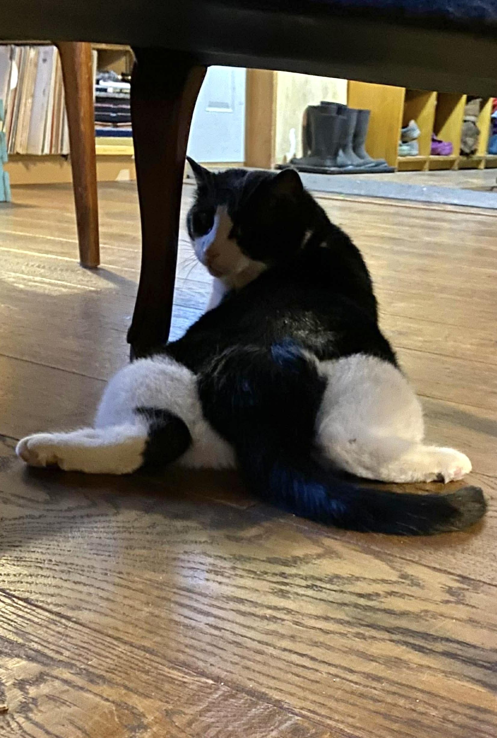 Jose, Adoptable, Adult Male Domestic Medium Hair.