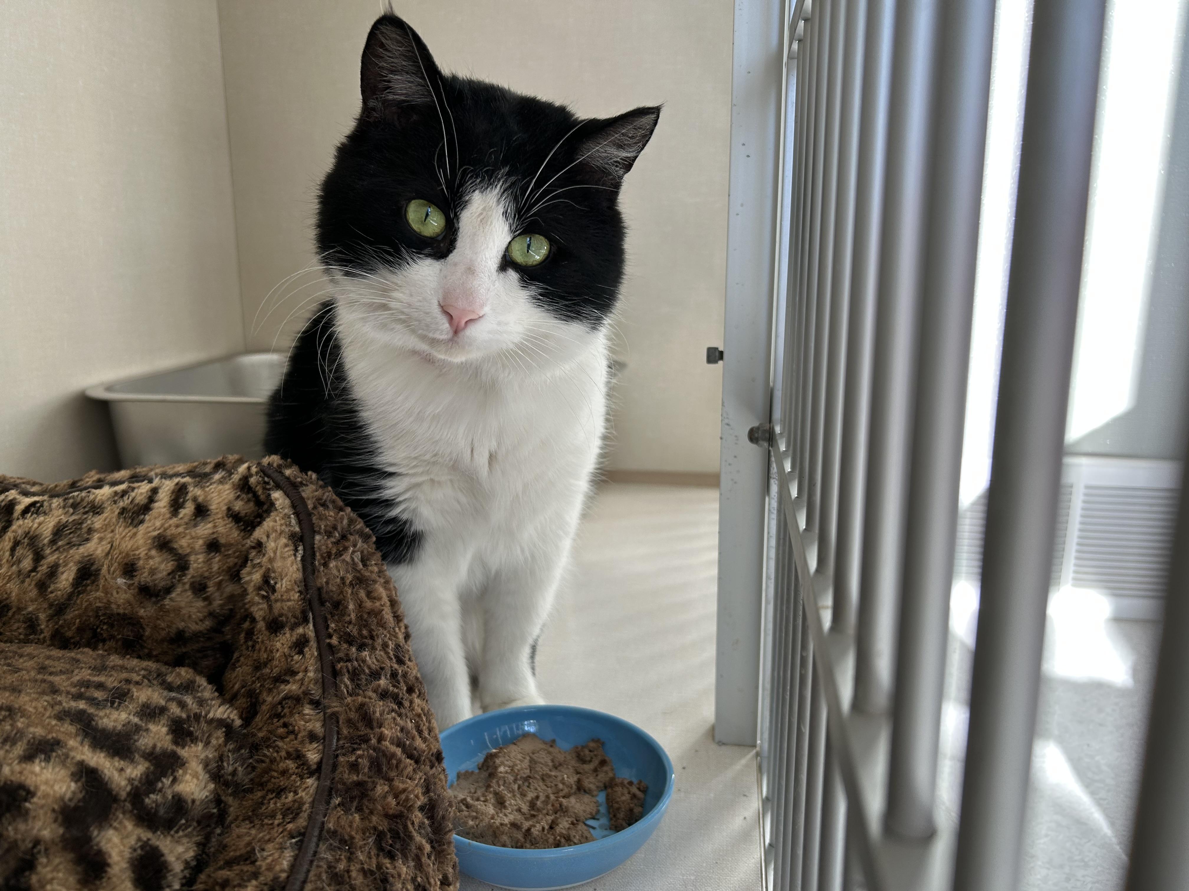 Enlarge Jose, a Adoptable mixed breed in Steinbach, MB image 2/6