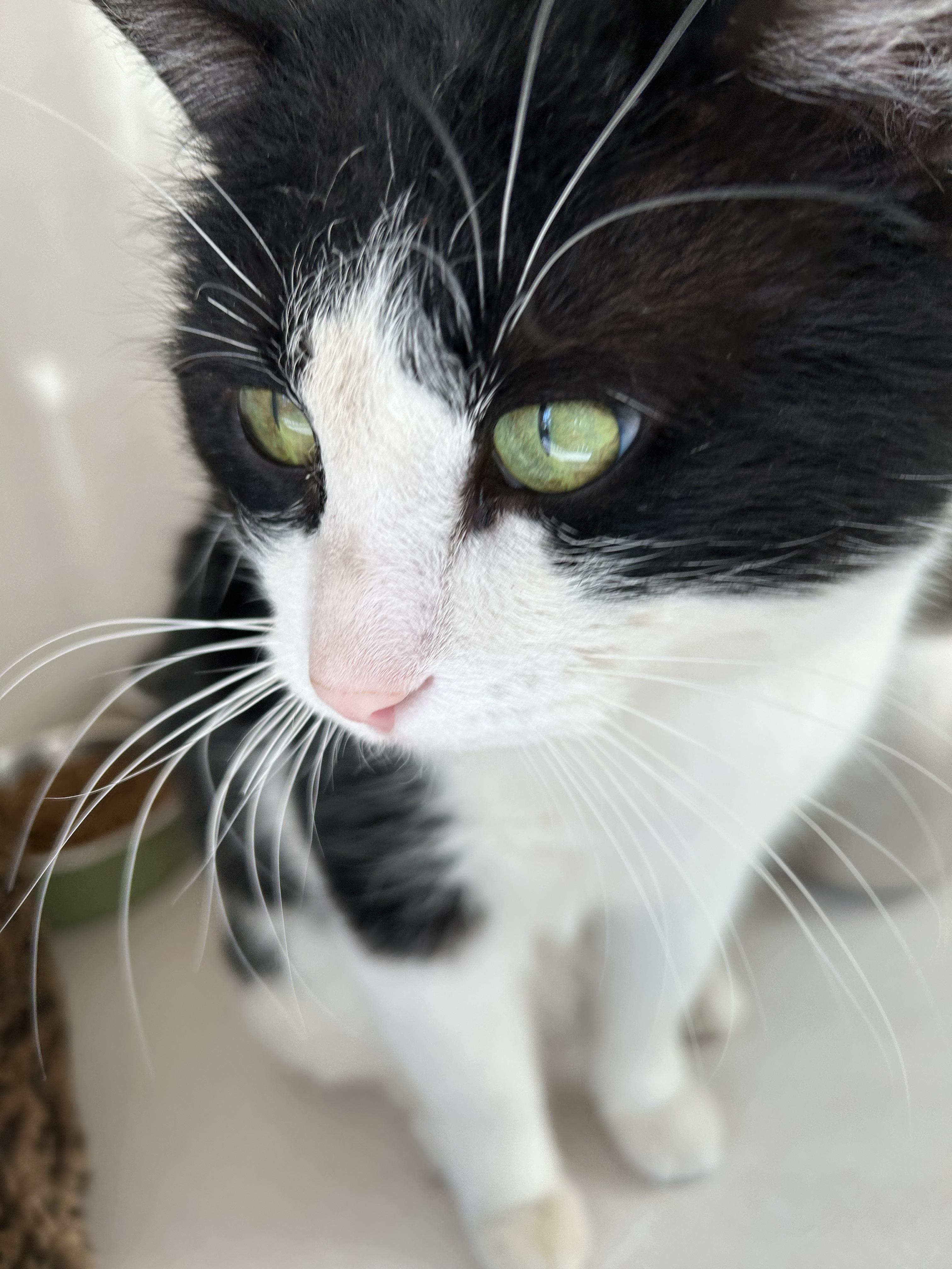 Enlarge Jose, a Adoptable mixed breed in Steinbach, MB image 3/6