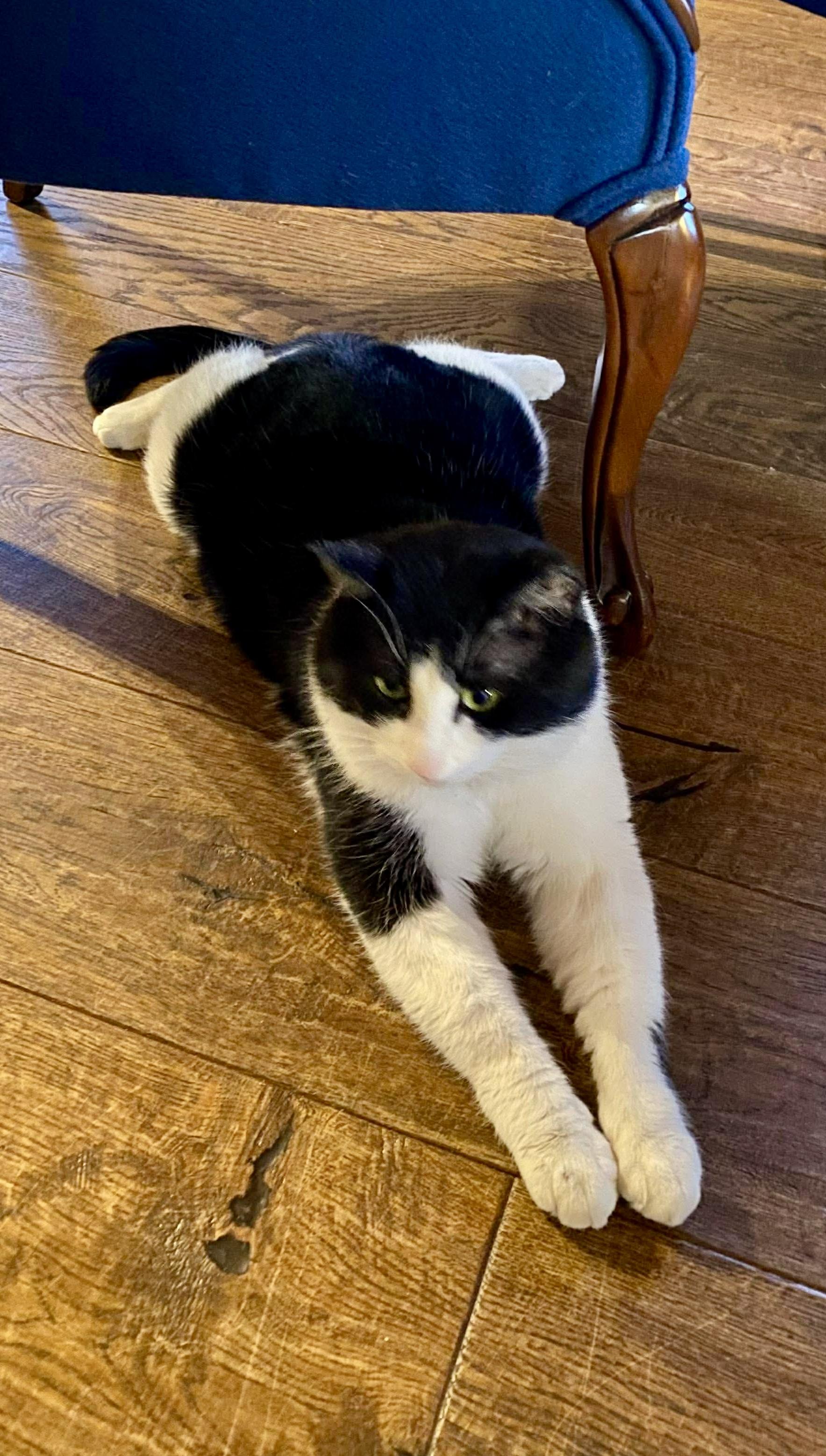 Enlarge Jose, a Adoptable mixed breed in Steinbach, MB image 4/6