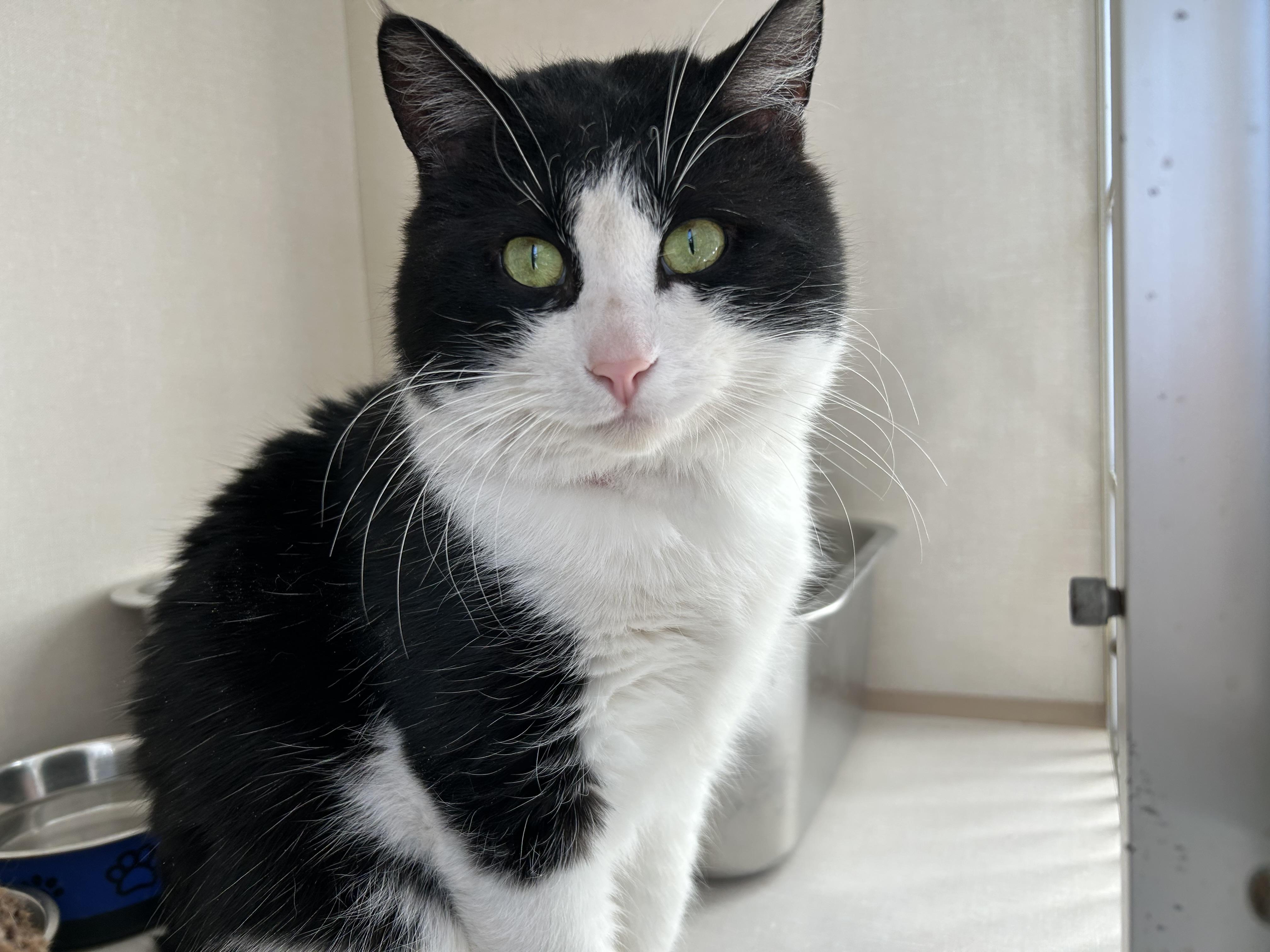 Enlarge Jose, a Adoptable mixed breed in Steinbach, MB image 5/6