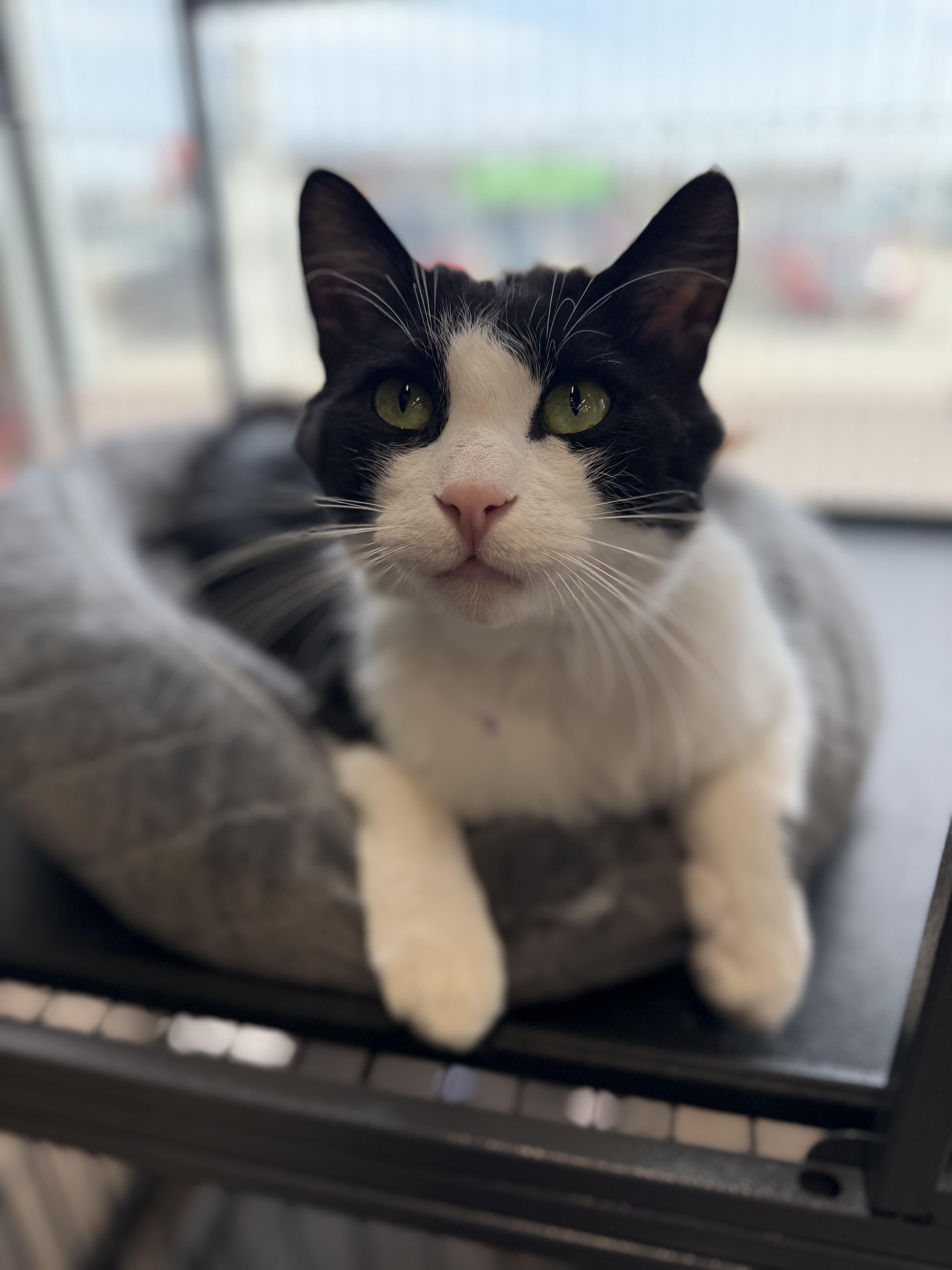 Enlarge Jose, a Adoptable mixed breed in Steinbach, MB image 6/6