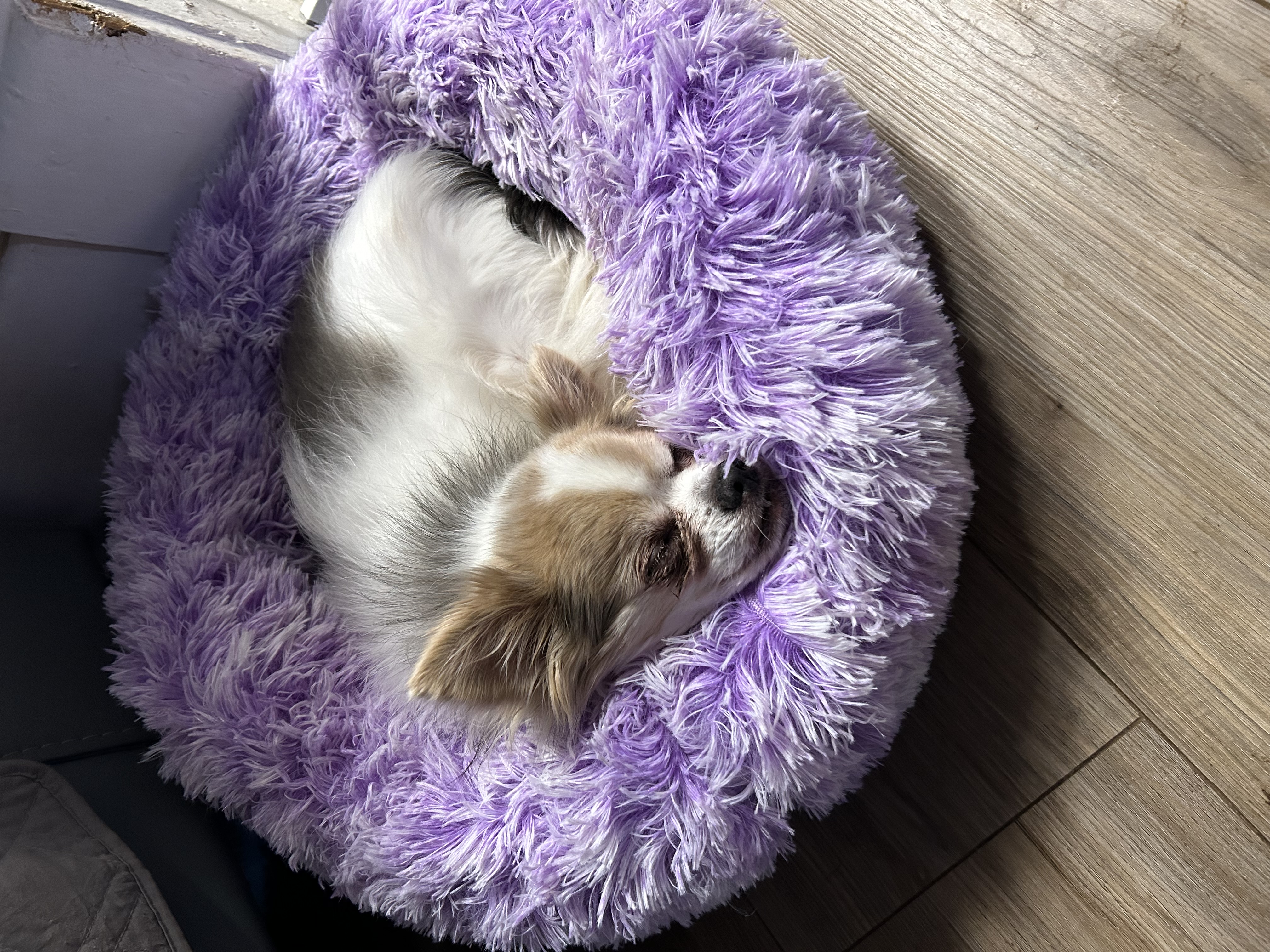 Little Bit ( sanctuary only), Adoptable, Senior Male Chihuahua.