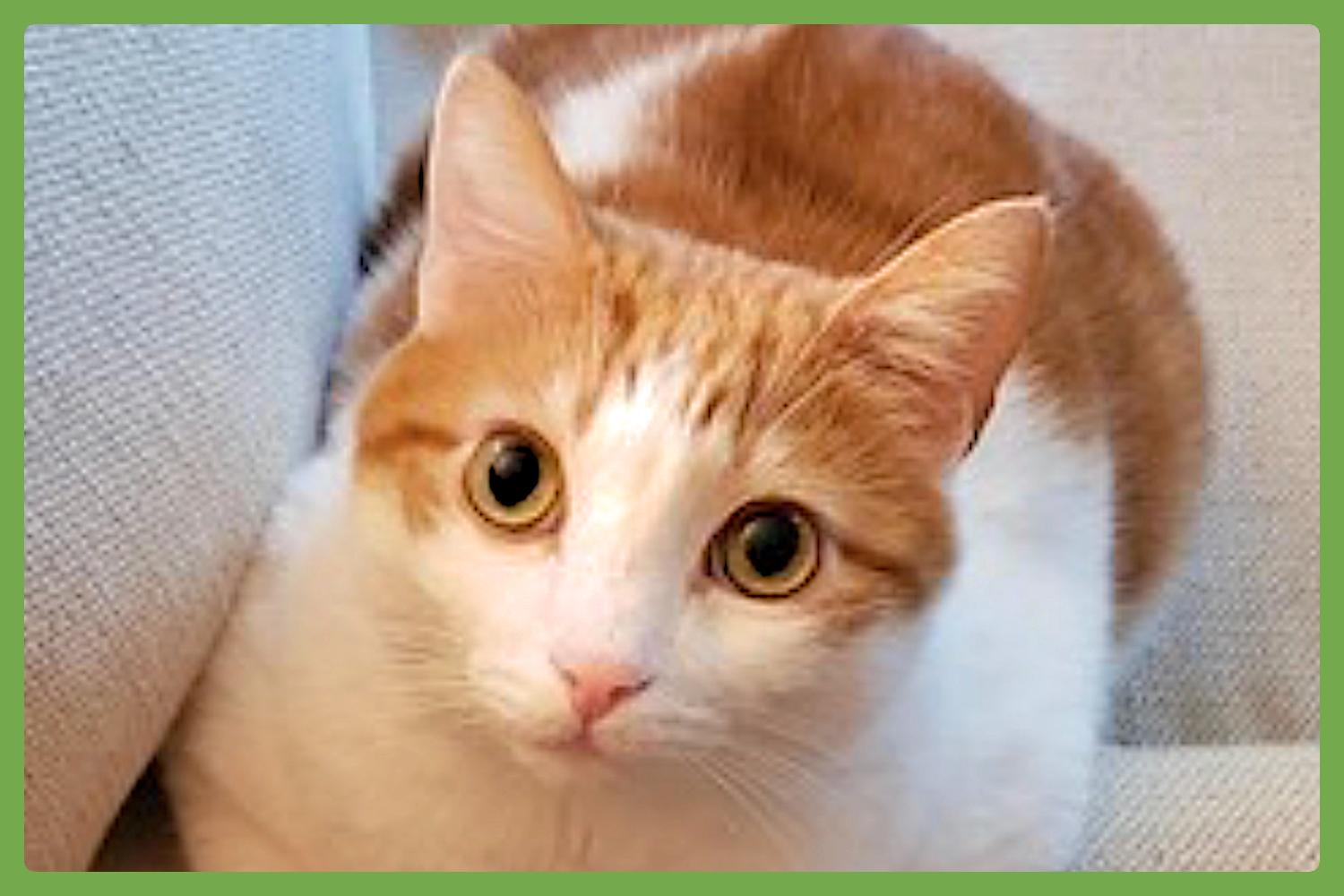 Oscar — thumbnail 2