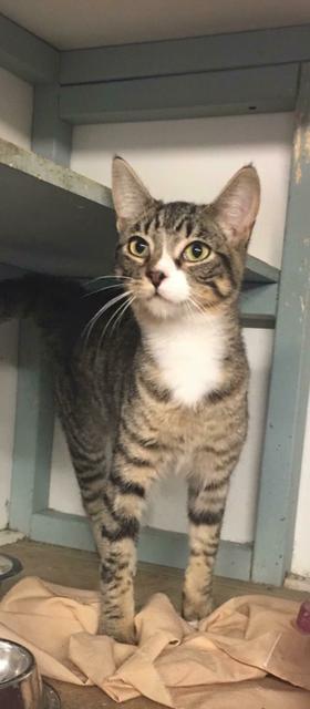 Lucy, Adopted, Senior Female Domestic Short Hair.