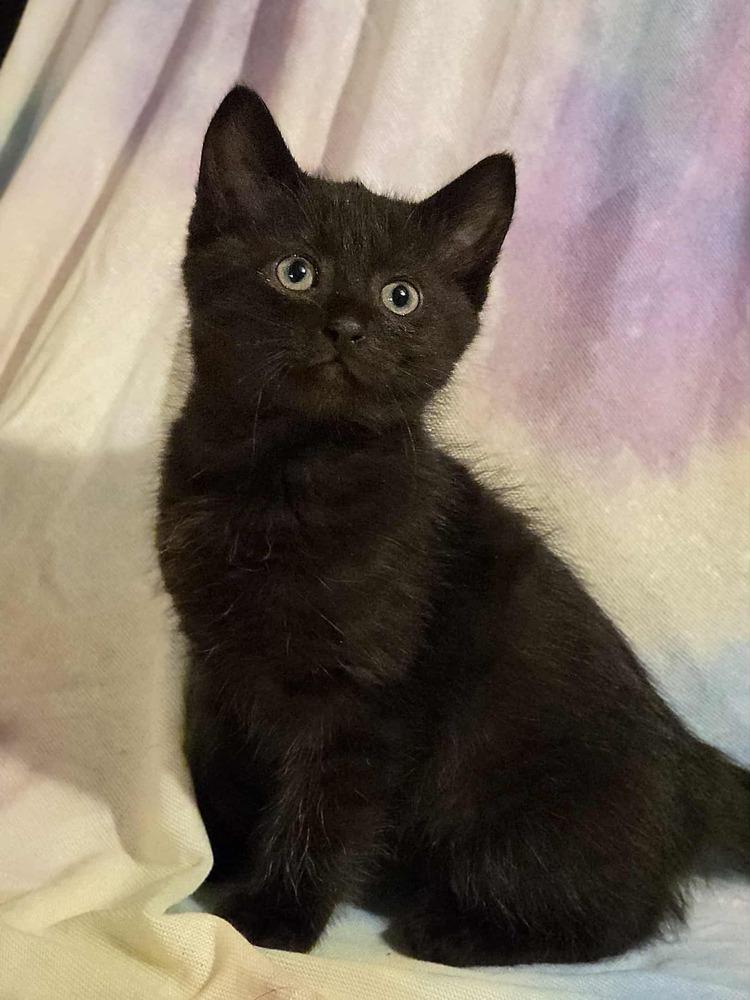 Caprese — thumbnail 2