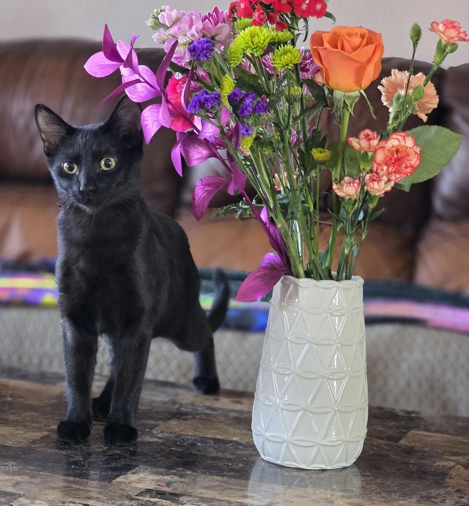 Caprese — thumbnail 3