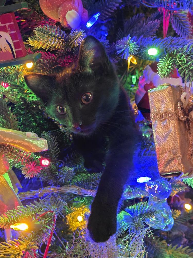 Caprese — thumbnail 4