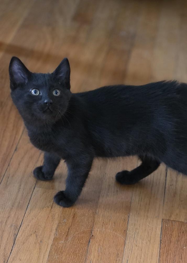 Caprese — thumbnail 5