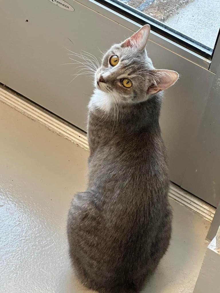 Enlarge Abney, a Adoptable mixed breed in Dalton, GA image 2/6