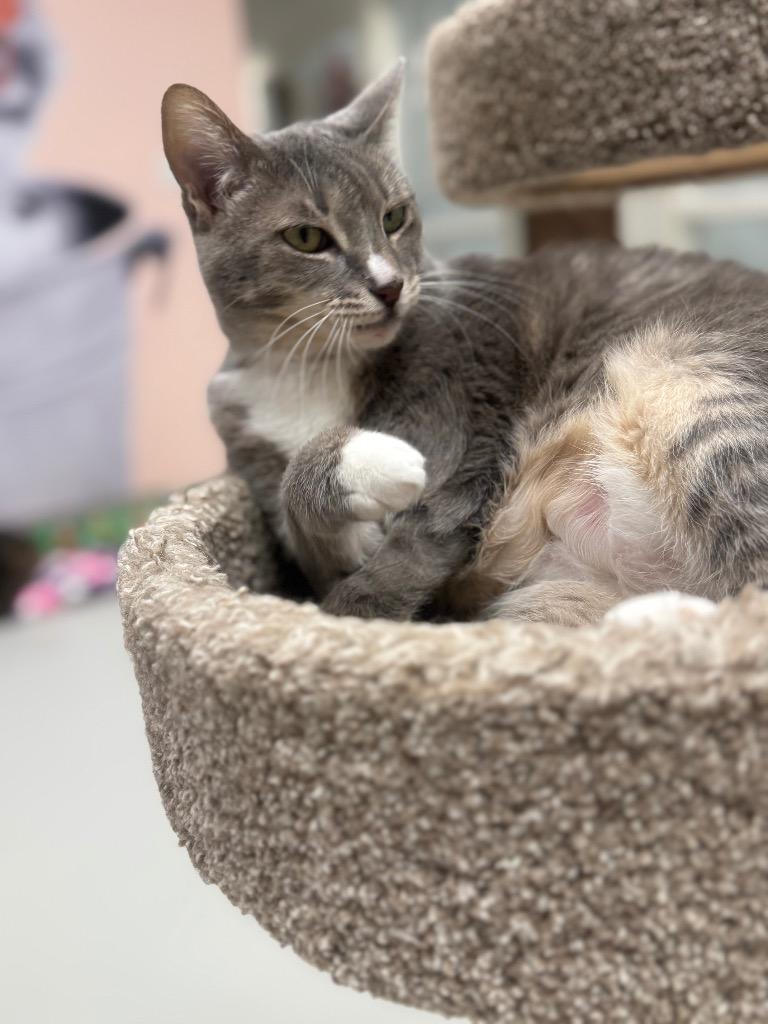 Abney, Adoptable, Adult Female Domestic Short Hair.