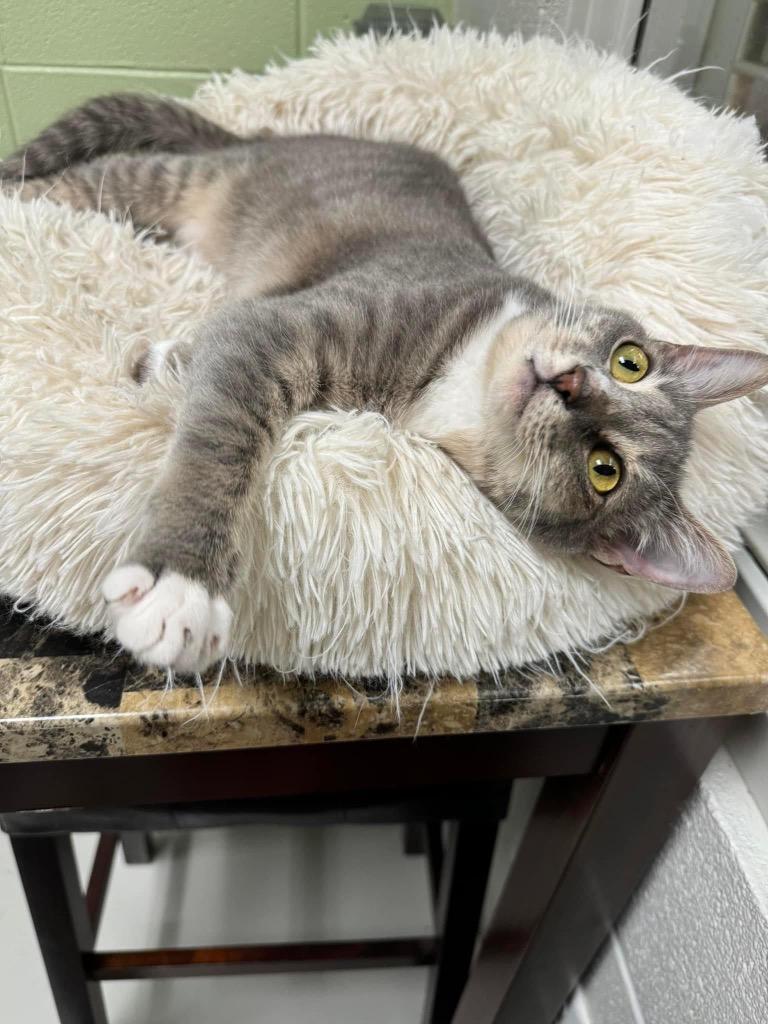 Enlarge Abney, a Adoptable mixed breed in Dalton, GA image 3/6