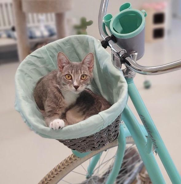 Abney, a Adoptable mixed breed in Dalton, GA image 2/6