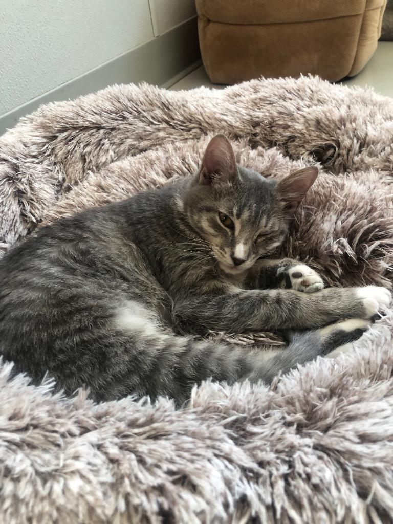 Abney, a Adoptable mixed breed in Dalton, GA image 3/6