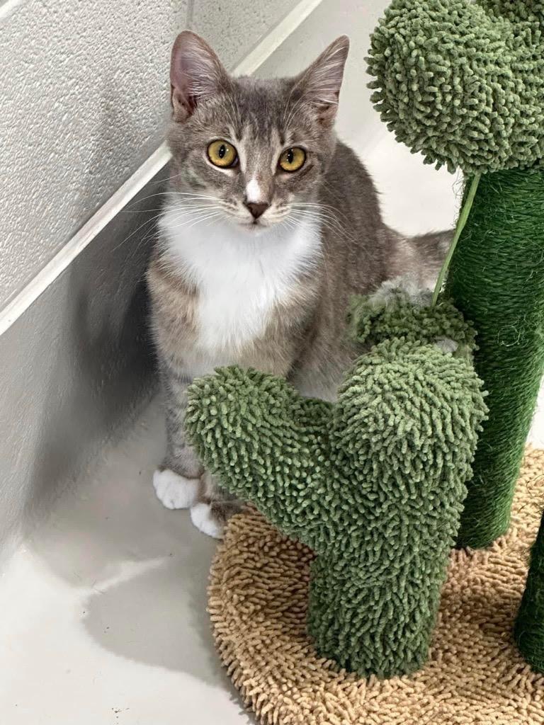 Abney, a Adoptable mixed breed in Dalton, GA image 4/6