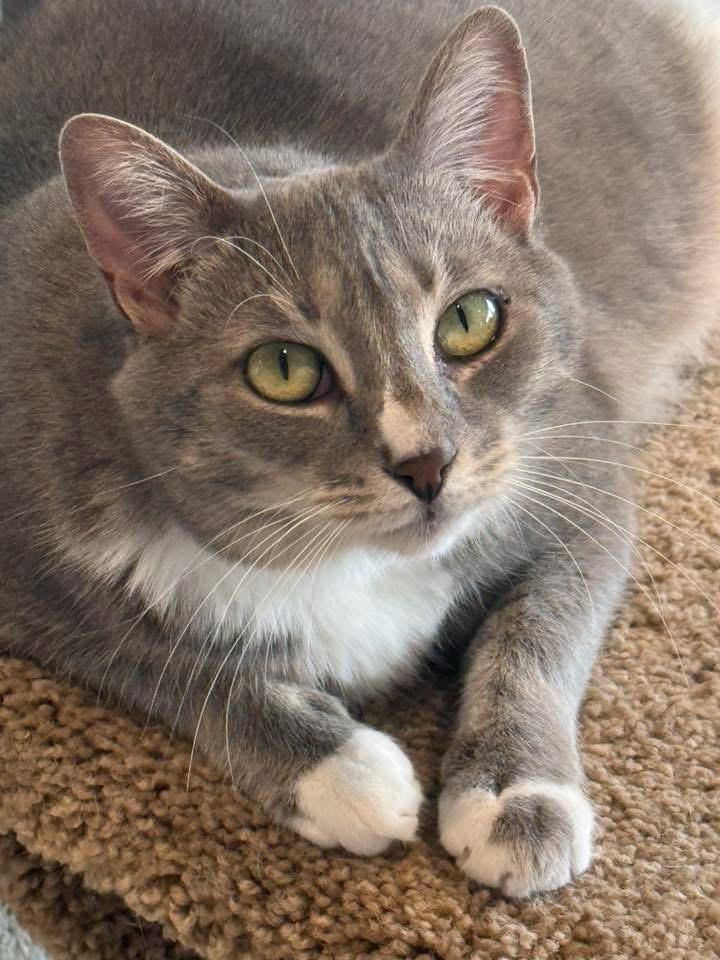 Enlarge Abney, a Adoptable mixed breed in Dalton, GA image 6/6