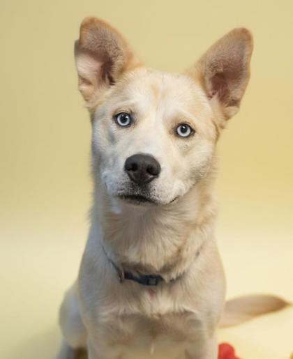 Enlarge Gloria, a Adoptable mixed breed in Bowling Green, KY image 2/3
