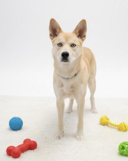 Enlarge Gloria, a Adoptable mixed breed in Bowling Green, KY image 3/3