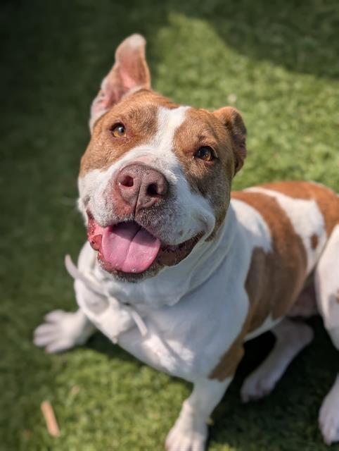 BELLA, Adoptable, Adult Female Pit Bull Terrier & German Shepherd Dog.