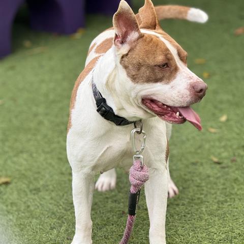 Enlarge BELLA, a Adoptable mixed breed in Downey, CA image 1/1