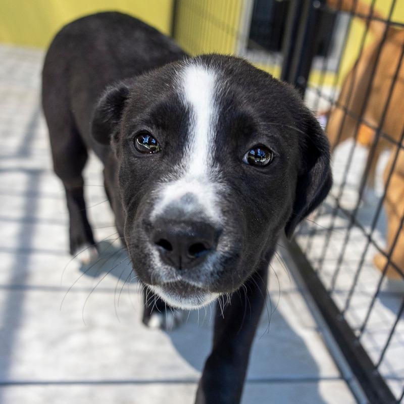 Enlarge Marty, a Adoptable mixed breed in Bradenton, FL image 1/1