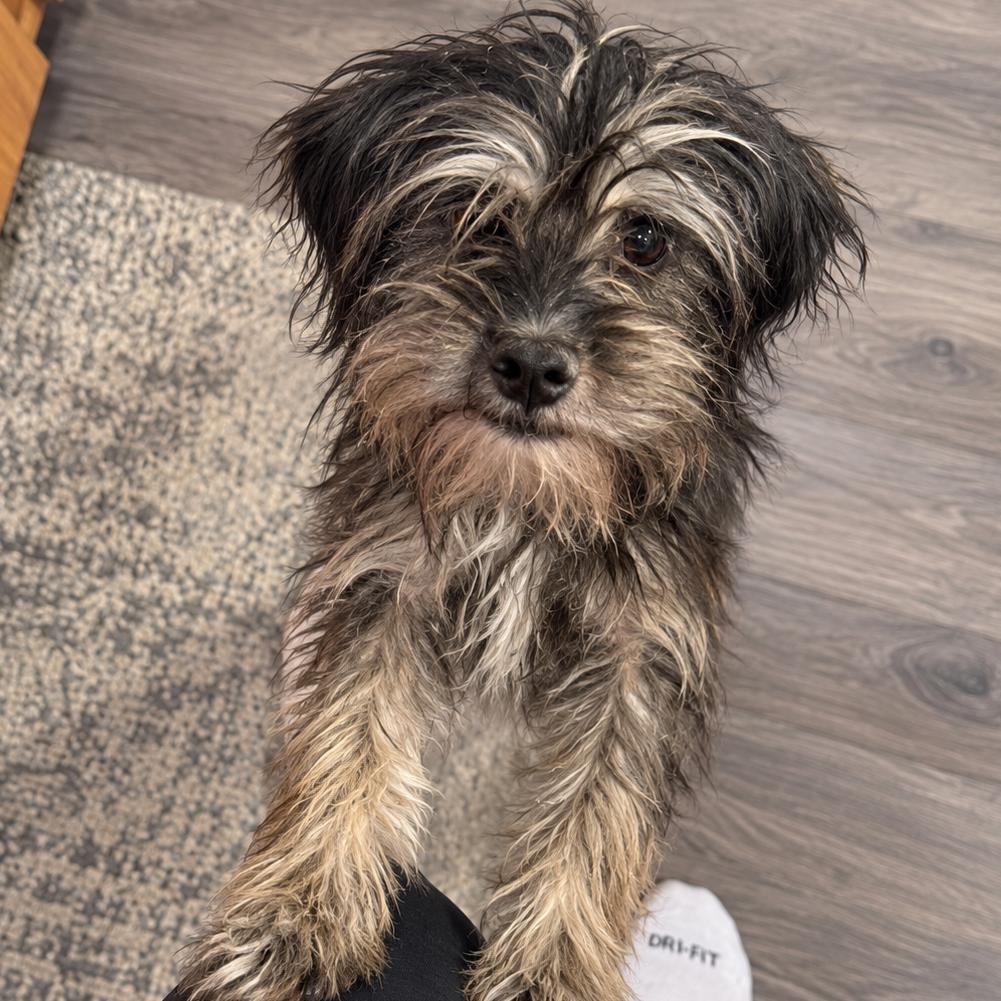 Nori (Benefactor Dog), Adoptable, Young Male Schnauzer & Border Terrier.