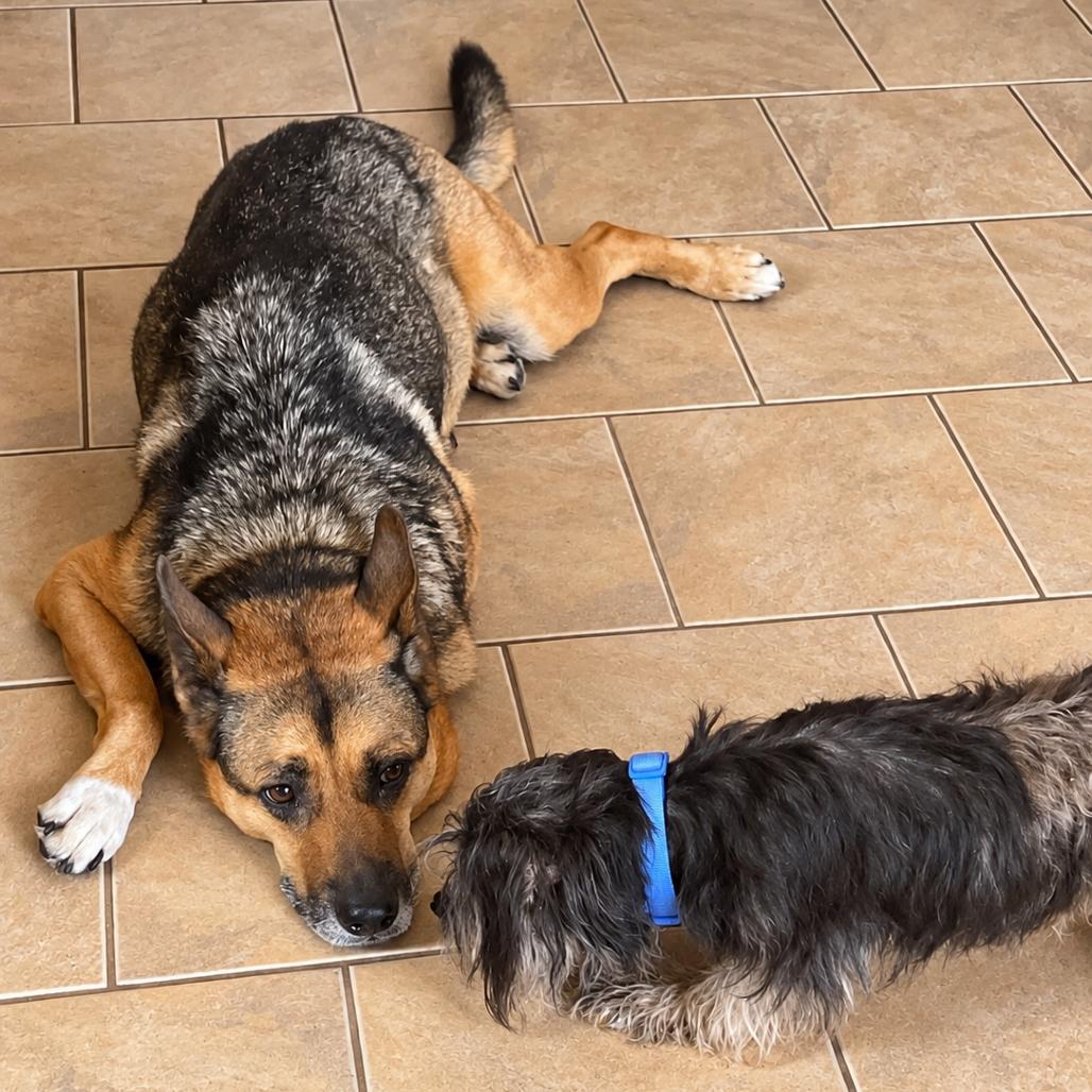 Enlarge Nori (Benefactor Dog), a Adoptable mixed breed in New Orleans, LA image 2/5